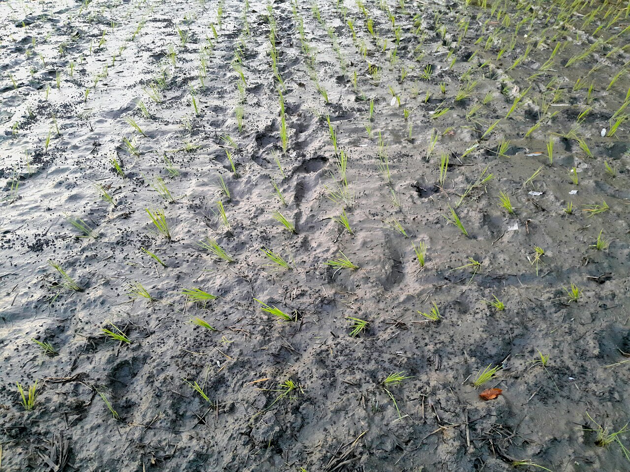 Idiom story explanation context showing delicate seedlings being handled too forcefully in a field