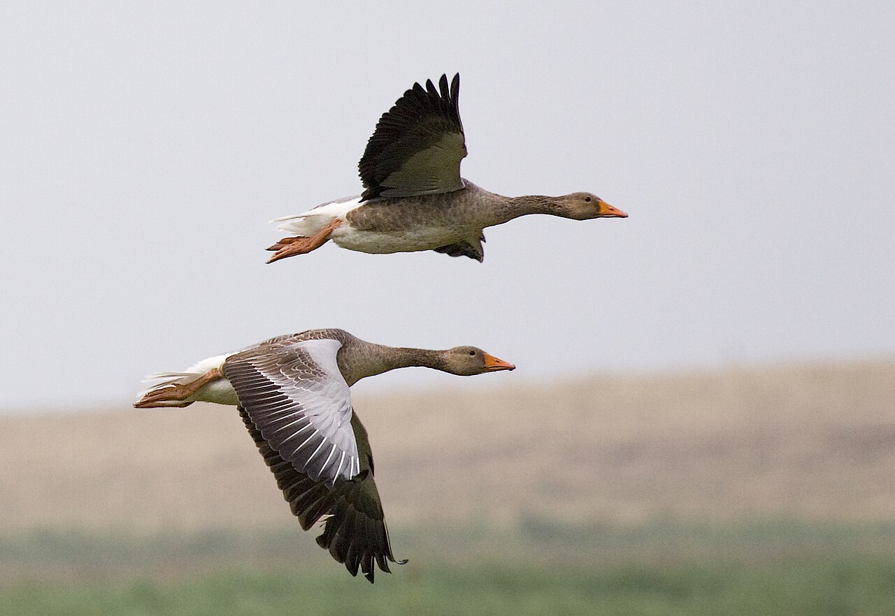 Jing Gong Zhi Niao Meaning: Story, Origin, and Modern Usage 2 A wild goose in flight, the central image behind Jing Gong Zhi Niao