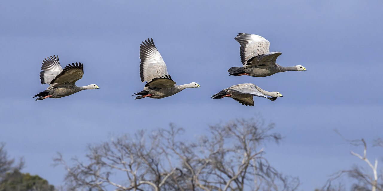 Jing Gong Zhi Niao Meaning: Story, Origin, and Modern Usage 4 A flock of wild geese in flight illustrating alert behavior after danger